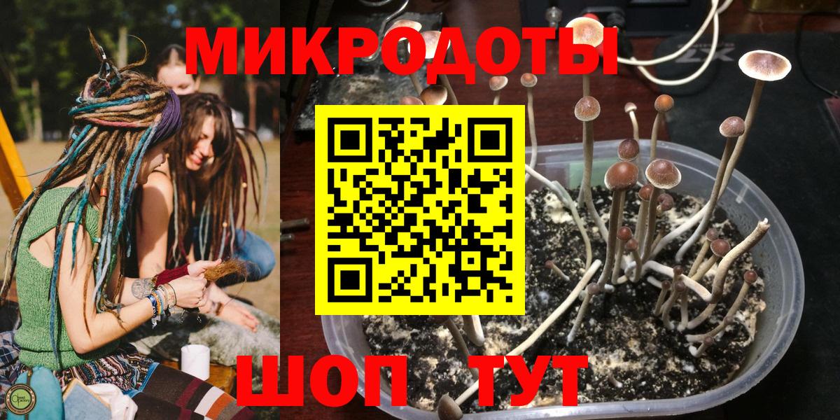 Псилоцибиновые грибы Cubensis Санкт-Петербург